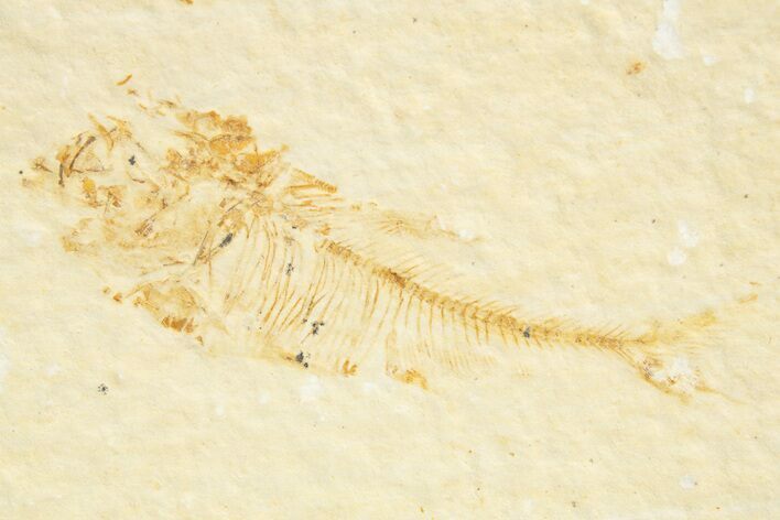 Juvenile Fossil Fish (Diplomystus) - Wyoming #318576